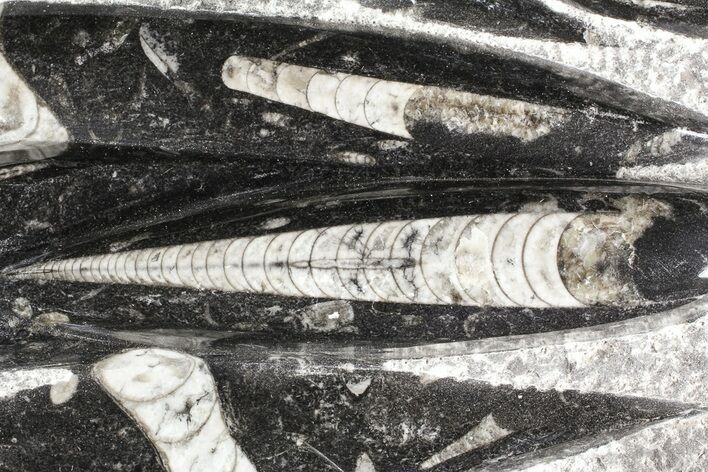 Polished Orthoceras (Cephalopod) Plate - #74322